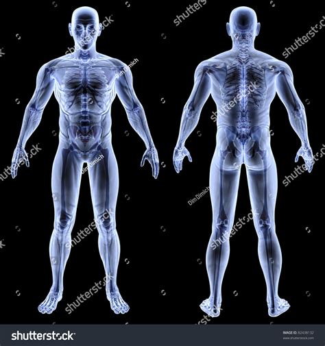 Parts of the body male. Male Body Under Xrays Isolated On Stock Illustration ...