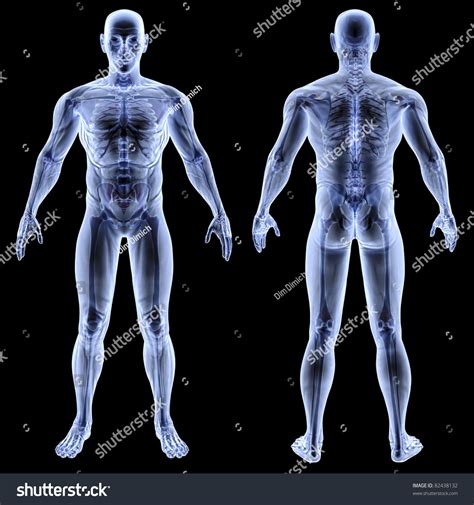 From wikimedia commons, the free media repository. Male Body Under Xrays Isolated On Stock Illustration ...