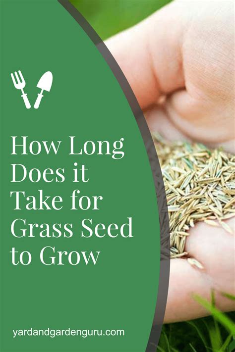 If you know what your are doing establishing seed to something good can be done at 8 weeks in peak growing season. How Long Does it Take for Grass Seed to Grow in 2020 ...