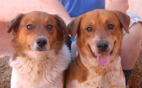 For philadelphia adoptions only, please fill out an adoption application to set up an appointment: Emma & Denver