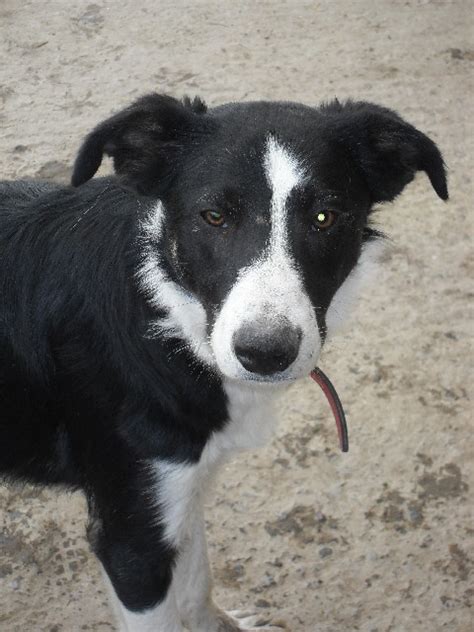 Loyal, playful and eager to please. Marley - 7 month old male Border Collie dog for adoption