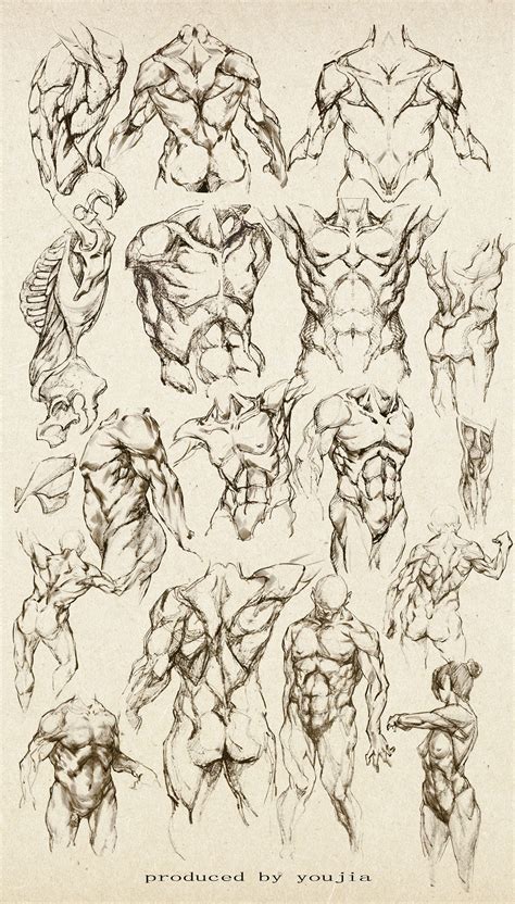 Александр рыжкин об анатомии конечностей. Anatomy study of a male - Male Torso - drawing reference ...