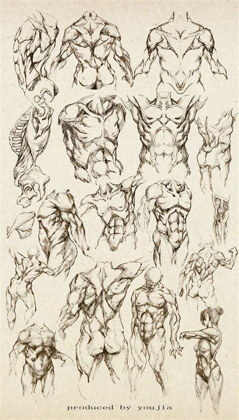 Look for subcutaneous landmarks to figure out where the bones go. Anatomy study of a male - Male Torso - drawing reference ...