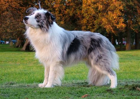 * as long as the required facilities are bought, the customer will have a chance to visit. The Blue Merle Border Collie: 5 Things You Didn't Know