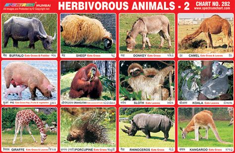 An herbivore is an organism that mostly feeds on plants. Herbivores, Carnivores and Omnivores - Kerala LPSA Helper