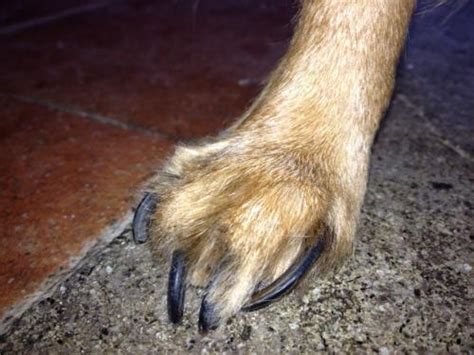 Cani abituati a camminare su terreni soffici (come parchi o boschi) in genere non riescono a limitare la lunghezza delle loro unghie, mentre questo è più facile per i cani che camminano su terreni più duri. consiglio. tagliare unghie al cane, sono tutte nere, posso ...