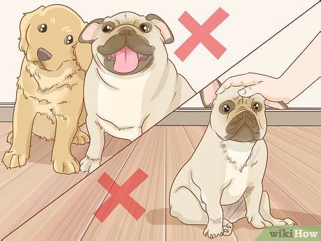 Keep your dog's environment clean and make sure to clean it regularly. 3 Ways to Get Rid of Ringworm in Dogs - wikiHow