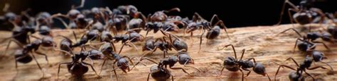 Ants in or around areas of food, such as the kitchen cabinets and along entryway doors are not always a sign of an ant infestation that needs an exterminator. Carpenter Ant Pest Control Services | Viking Pest Control