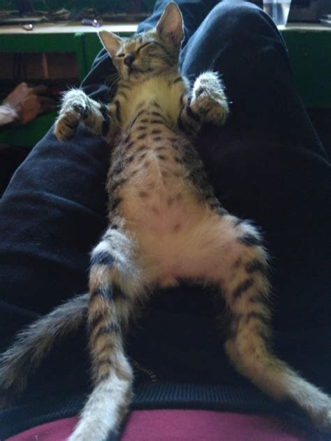Jun 20, 2021 · liputan6.com, jakarta tingkah lucu yang dilakukan hewan tak jarang membuat orang lain menjadi gemas. Gambar Lucu dan Comel Kucing Sewaktu Tidur - Verst