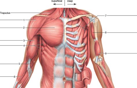 In topographic anatomy, the chest has anterior and posterior walls. Solved: Identify the muscles indicated in the chest ...