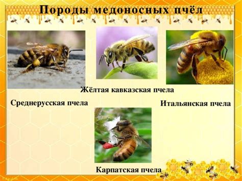 Презентация,посвященная году экологии "Берегите пчел,люди!" - биология ...