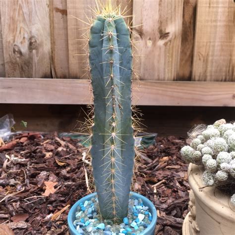 Arizona's premier plant nursery & landscape design company. Pilosocereus glaucescens, Blue Torch Cactus - uploaded by ...