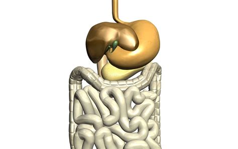 Le cancer de l'estomac est un cancer fréquent et grave qui se développe à partir des cellules des glandes qui en tapissent la paroi interne (la muqueuse) : Le cancer de l'estomac en détail