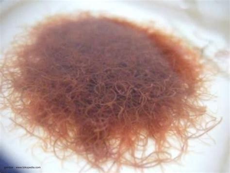 Sifat hewan ini yang cukup sensitif sering membuat budidaya gagal. Mengenal Cacing Sutera dan Peluang Usahanya ~ AanBLOG