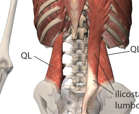 Knowing what can affect your rib cage, back muscles, and ligaments that support the spine can help lift your hips off the ground and place your hands behind your back to support your head. Anatomy Between Hip Lower Ribcage In Back - Sacroiliac ...