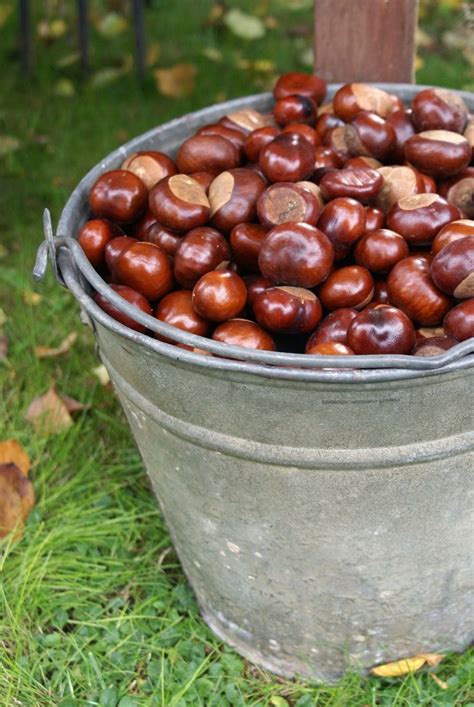 If you were a phaser on star trek , you'd be set to stun! bucket-o-buckeyes. Picked them up every year. Never did ...