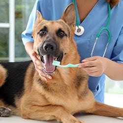 But many insurance policies are effectively for emergencies only. Pet insurance with dental cover in Australia | finder.com.au