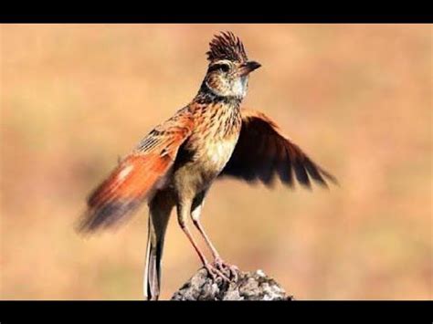 Makanan merupakan hal yang paling utama diketahui oleh seluruh penghobi burung. Gambar Burung Branjangan Javanica - Burung Branjangan ...