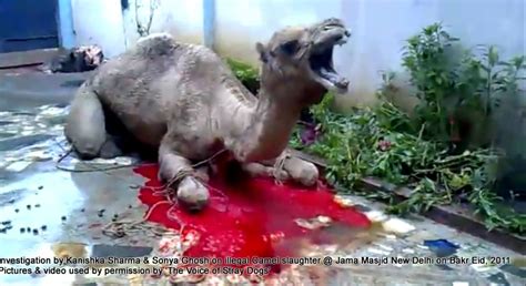 They have leathery mouths and can eat practically any vegetation including thorns, dry vegetation and salt bush that other mammals avoid. An investigation on illegal camel slaughter in public ...