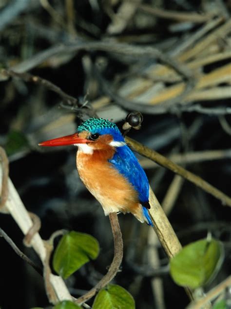 Record and instantly share video messages from your browser. Alcedinidae - Kingfishers | Wildlife Journal Junior