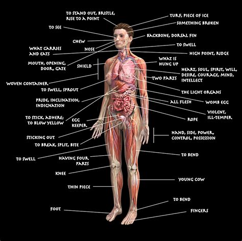 Diagram of human organs in body. Diagram of the Human Body Using Etymologies