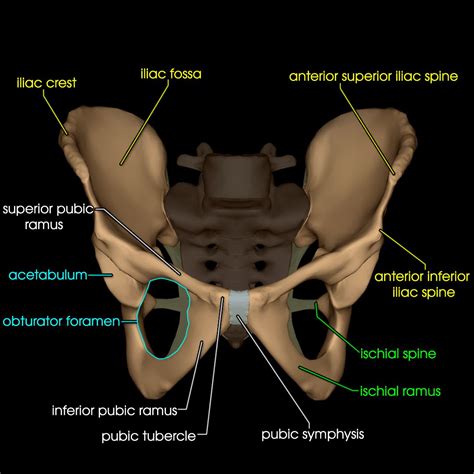 Together, they form the part of the pelvis called the pelvic girdle. Anatomy Zone