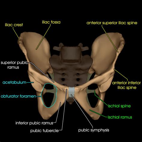 A distinction is made between the lesser or true pelvis inferior to the terminal line, and the greater or false pelvis above it. Anatomy Zone