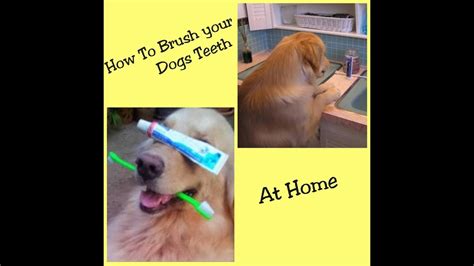 Maybe you would like to learn more about one of these? How to Brush your Dogs Teeth at Home - YouTube