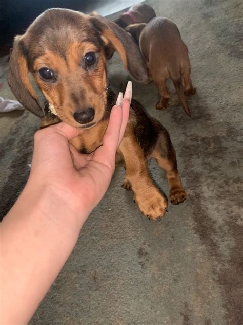 We raise akc miniature dachshund puppies. Dachshund Puppies For Sale | Springfield, MO #324482