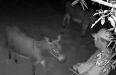 donkeys footage cctv compton stroking disturbing allegedly 4029tv bushes