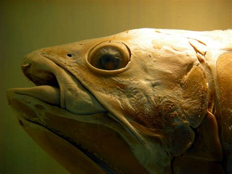 From wikipedia, the free encyclopedia. File:Coelacanth london 1.JPG - Wikimedia Commons