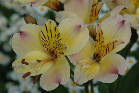 This succulent plant has small pink and white flowers and is a symbol of japanese use these dainty flowers (or kikus, as they are called) as a gift for friends. Alstroemeria 'Friendship' | Planting flowers, Hardy plants ...