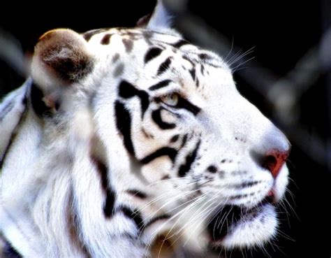Resumen del libro tigre blanco. tigre blanco de singapur | Wallpapers gratis - Imagenes- Paisajes - Fondos para descargar