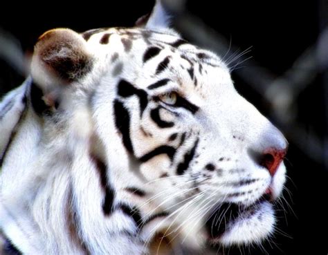 Película basada en la novela de aravind adiga, en la que el tigre blanco es balram halwai, un pobre pueblerino indio cuya increíble ambición le lleva al cénit de los negocios culturales de la india. tigre blanco de singapur | Wallpapers gratis - Imagenes ...