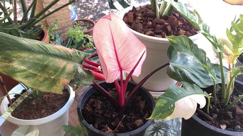 The leaves show a beautiful transition throughout their life cycle giving a bright touch to your surrounding. Philodendron Pink Princess #เจ้าหญิงสีชมพู💗 หายาก นิยมมาก ...