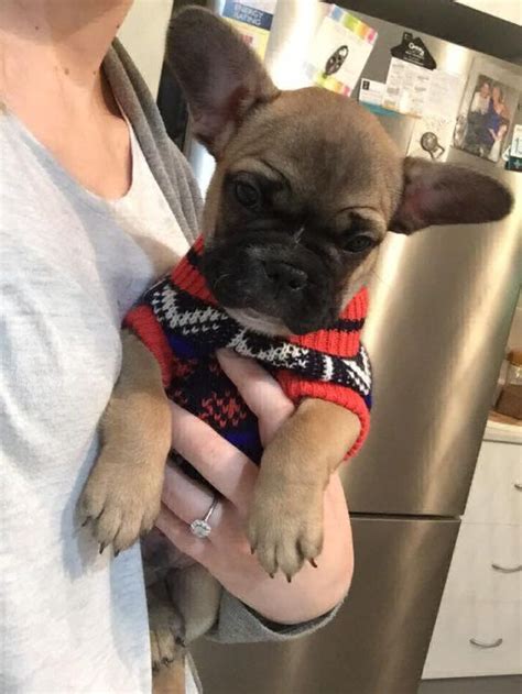 She does have papers from the breeder. Blue French Bulldog Breeders Near Me