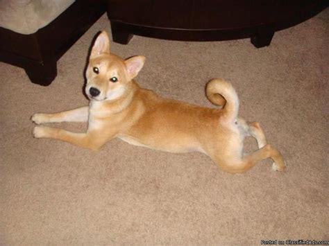 It is important to find a reputable akc approved shiba inu while we at my first shiba inu advocate for saving rescues whenever possible, we also understand that there are certain families who specifically. Shiba Inu - Price: 500. for sale in Sarasota, Florida ...