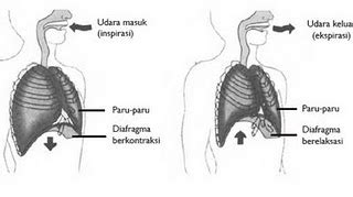Letaknya tuh ada di bawah perut gitu. Gerak Pada Tumbuhan: Sistem Pernapasan