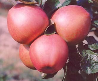 Tip bearers are less common, but have the benefit of not really needing any pruning. Saturn - Apple - Fruit Trees for sale | Order online