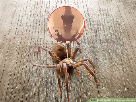 Their venom is not dangerous at all to humans. 3 Ways to Kill a Venomous Spider - wikiHow