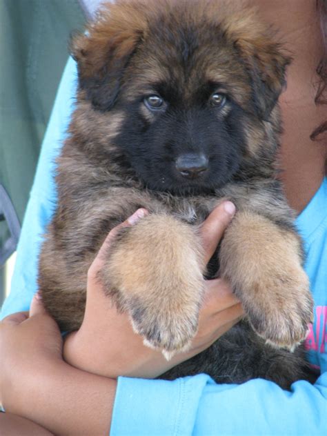 They are well loved and handled regularly by our family, giving them a great start on being well. Silver Sable German Shepherd Puppies For Sale In Texas ...