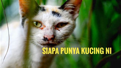 Check spelling or type a new query. Bagi Kucing Orang Makan - YouTube