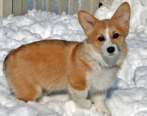 The welsh corgi is a small type of herding dog that originated in wales. Dog Breeders in Washington / Puppies For Sale in ...