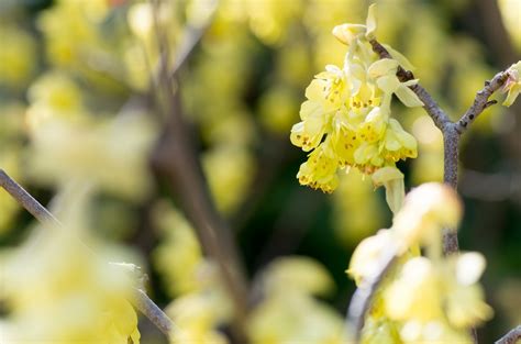 Arbusto arcuato deciduo, produce fiori gialli su rami spogli in inverno e ad inizio primavera. Piante profumate: quali sono e in quali stagioni fioriscono