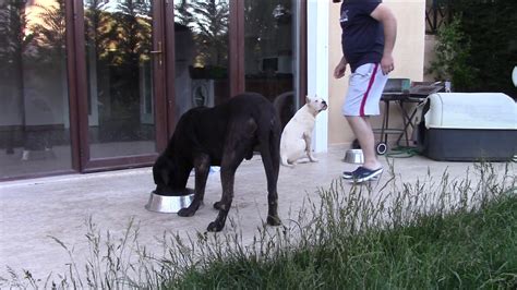 Cane corso napolitan mix babu & dogo argentino magnum mastiff breed itlian mastiff. Dogo Argentino & Cane Corso **Yemek zamanı // Feeding Time ...