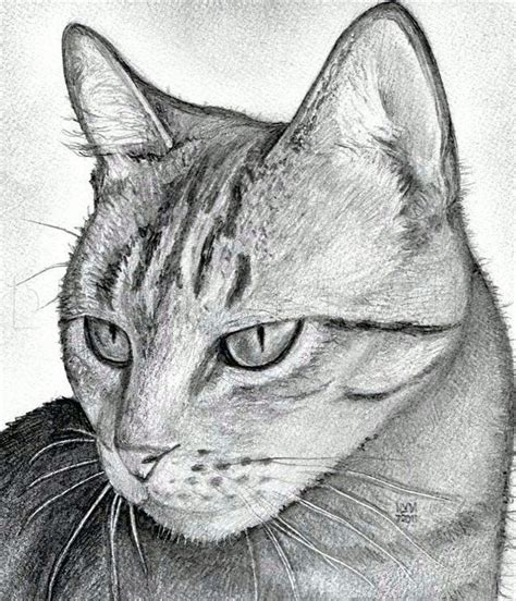 Collection of drawing ideas, how to draw tutorials. How To Draw A Cat Head, Draw A Realistic Cat by ...