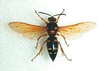 The business was founded by entomologist ted cooper in 1955 and is now succeeded by his sons. Cicada Killers Removal and Prevention