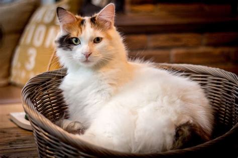 Kafe kucing, burung hantu dan kelinci adalah yang paling populer di antara banyak kafe yang membuat anda bisa bermain bersama. Nama Kucing Jepang - Sahabatnesia