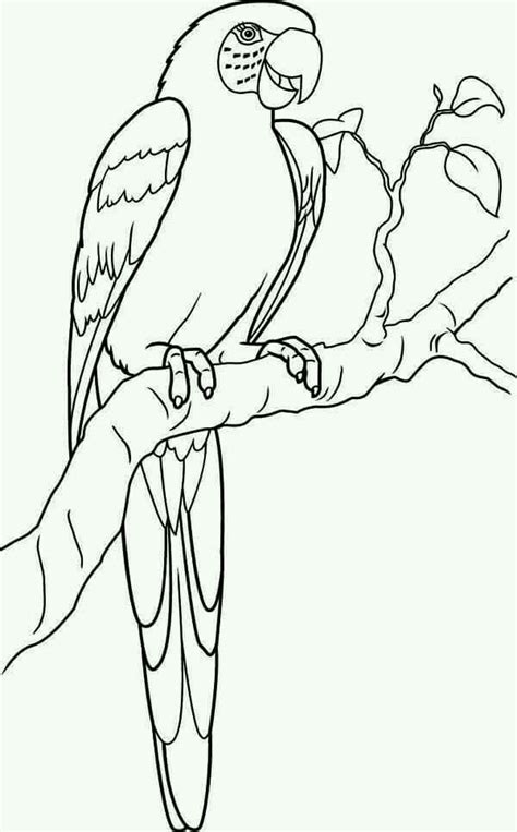 Print hard coloring pages for free and color our hard coloring! Pin by Elena Bueckert on Coloring | Bird coloring pages ...