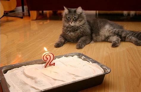 How to Make a Cake for a Cat: Healthy Coconut Flour Recipe ...